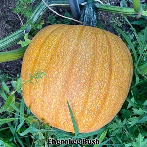 May include: A round, orange Cherokee Bush Pumpkin rests among green grass and vines. The pumpkin has a textured surface and is surrounded by green foliage. The text "Cherokee Bush Pumpkin" is visible at the bottom of the image.