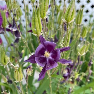 Deep Purple Columbine, perennial seeds, cold hardy, cut flowers