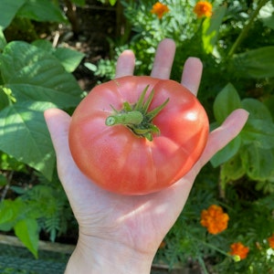 Big Dwarf Heirloom Tomato Seeds: Red Sweet Fruit (35 Seeds)