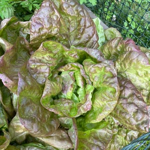 Merveille De Quatre Saisons, Heirloom Butterhead Lettuce