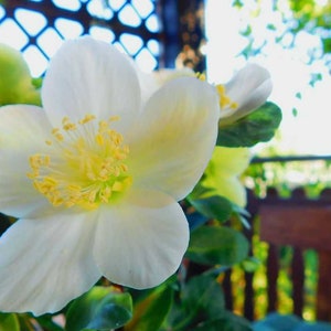 Samsung frame TV Autumn Flower