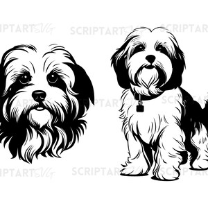 May include: Black and white illustration of a Shih Tzu dog. The dog is shown in two poses, one with its head facing forward and the other with its body facing forward.