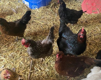 Gevriesdroogde verse boerderijeieren