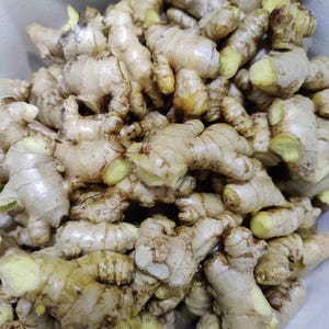 May include: A close-up shot of a pile of fresh ginger roots. The ginger has a light brown skin with a slightly rough texture. The interior flesh is a pale yellow color. The ginger is in a white container.