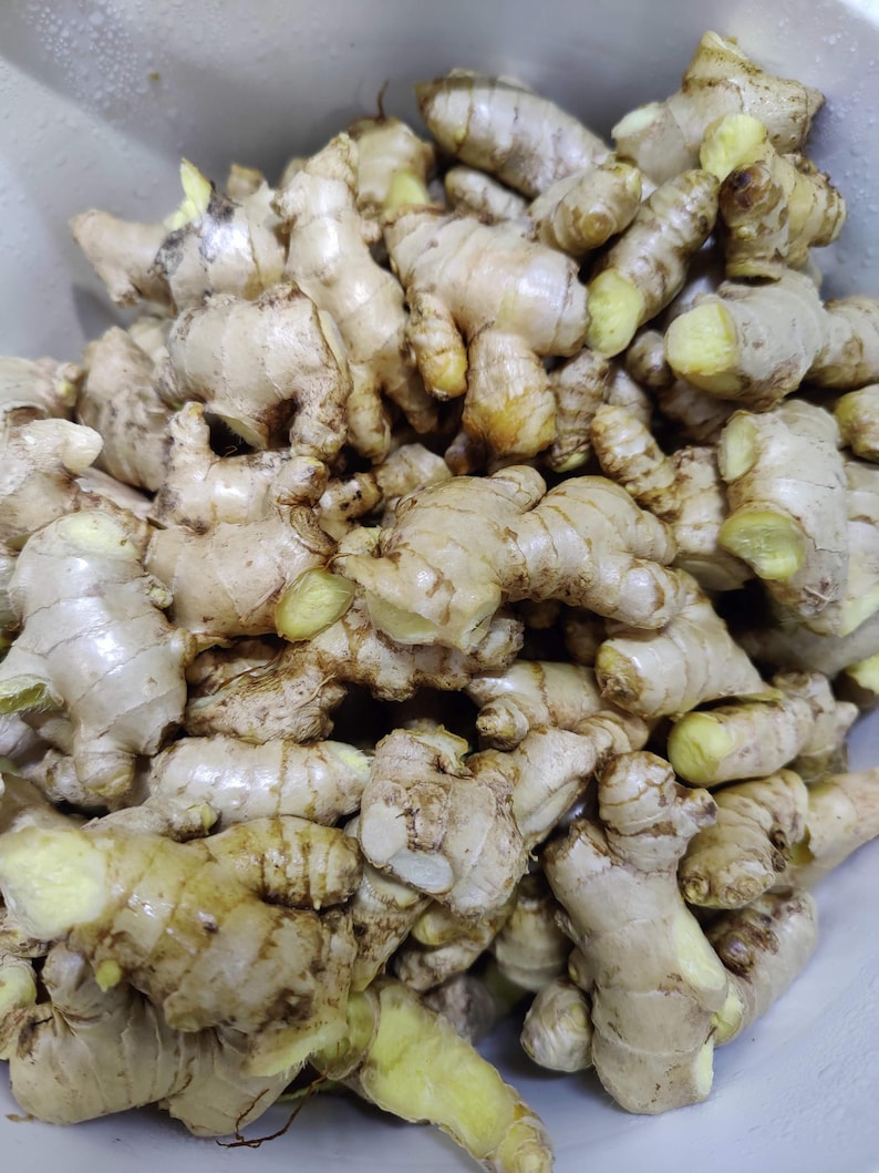 May include: A close-up shot of a pile of fresh ginger roots. The ginger has a light brown skin with a slightly rough texture. The interior flesh is a pale yellow color. The ginger is in a white container.