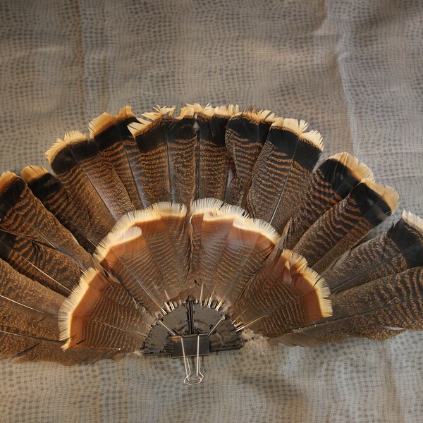 Turkey Fan Mount Etsy