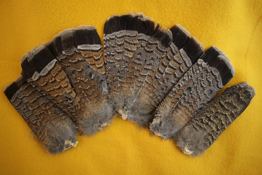 Feathers for Fly Tying and Crafts Etsy