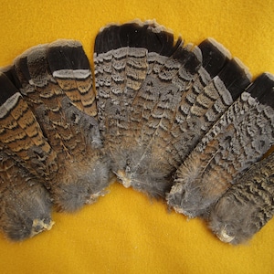 Feathers for Fly Tying and Crafts
