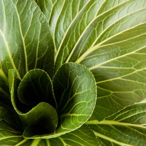 Matted Photography Print (4x6 image/8x10 mat) - Bok Choy, Heron Pond Farm
