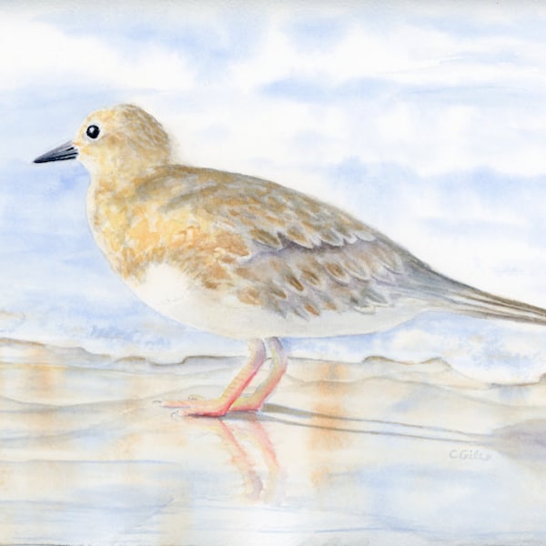 Watercolor Shore Bird "Least Sandpiper"  Prints, Canvases & Cards from my Original Art. Fine Art Seascape Painting. Coastal Decor Wall Art