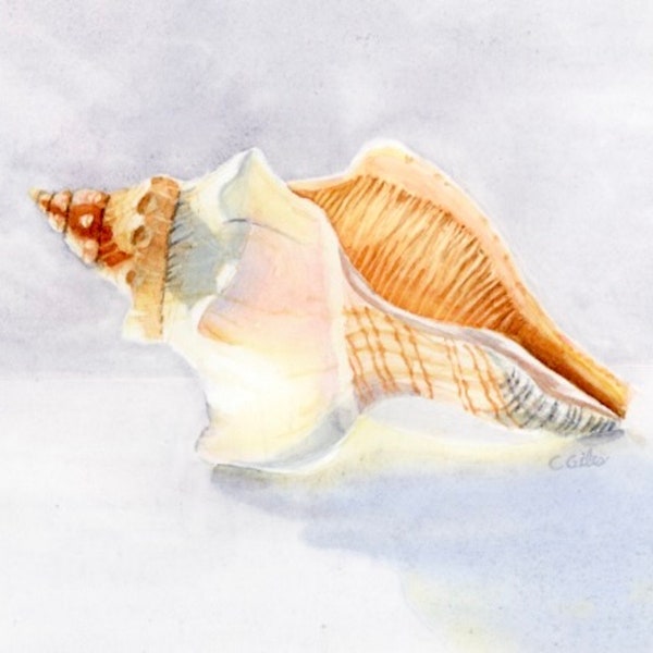 Watercolor Conch Shell in the Light. Giclee Print or Cards of my Original Art. Shell Art, Beach Art, Coastal Decor, Wall Art.