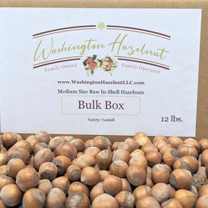 Raw in-shell Hazelnuts grown in our family&#39;s orchard. 12 pound Bulk Box