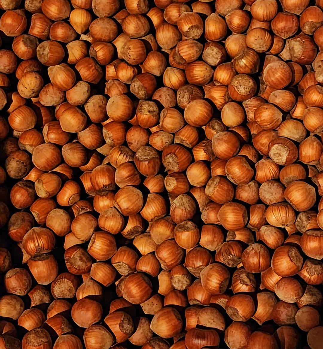 In Shell Hazelnuts Roasted and Raw. Grown in Our Family's Orchard. Etsy