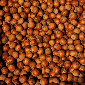 In shell hazelnuts roasted and raw. Grown in our family&#39;s orchard.