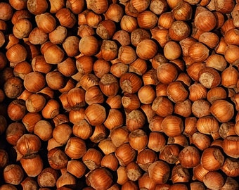 In shell hazelnuts roasted and raw. Grown in our family's orchard.