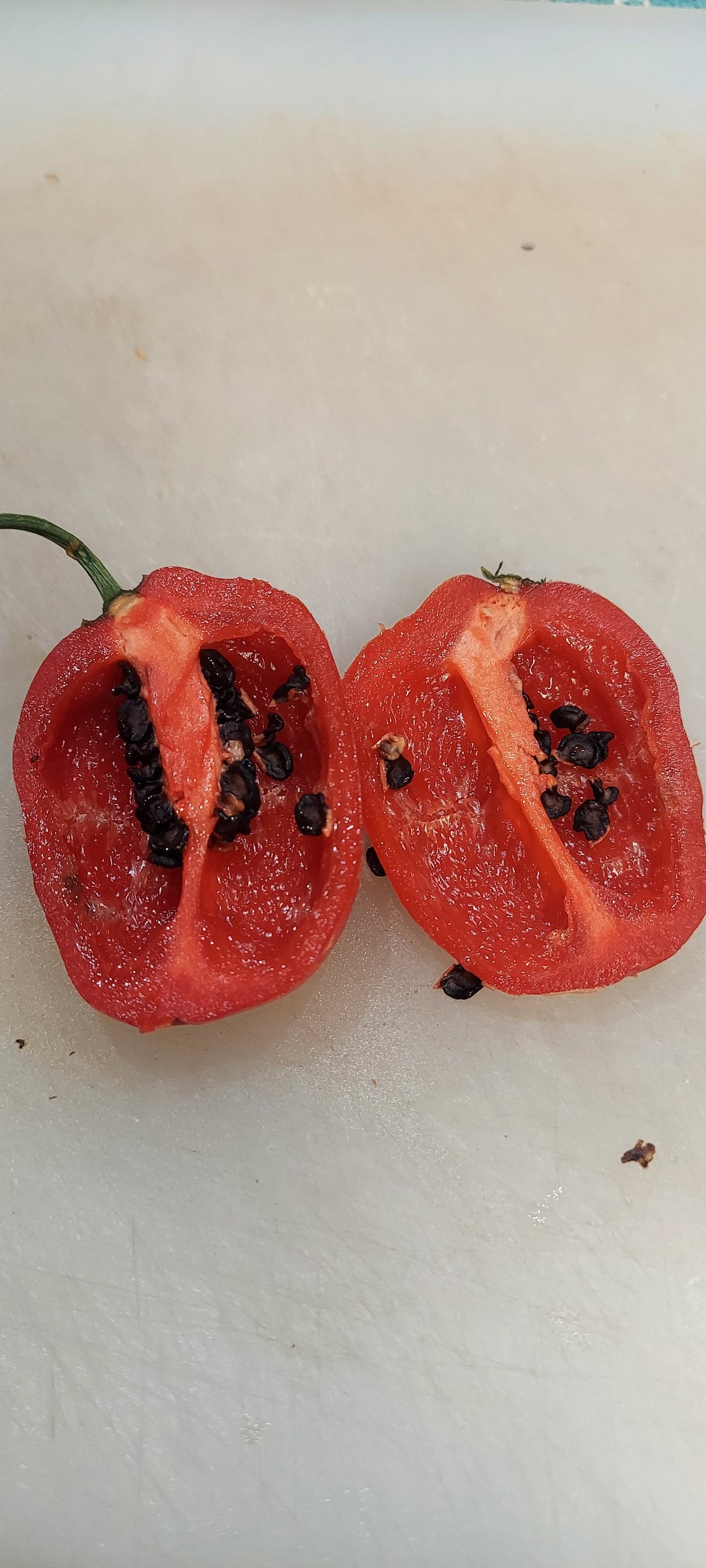 Honig Dachs Manzano/Rocoto Chilischote Samen  KOSTENLOSER VERSAND In Die 266155773769
