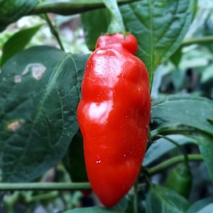 San Isidro Manzano seeds