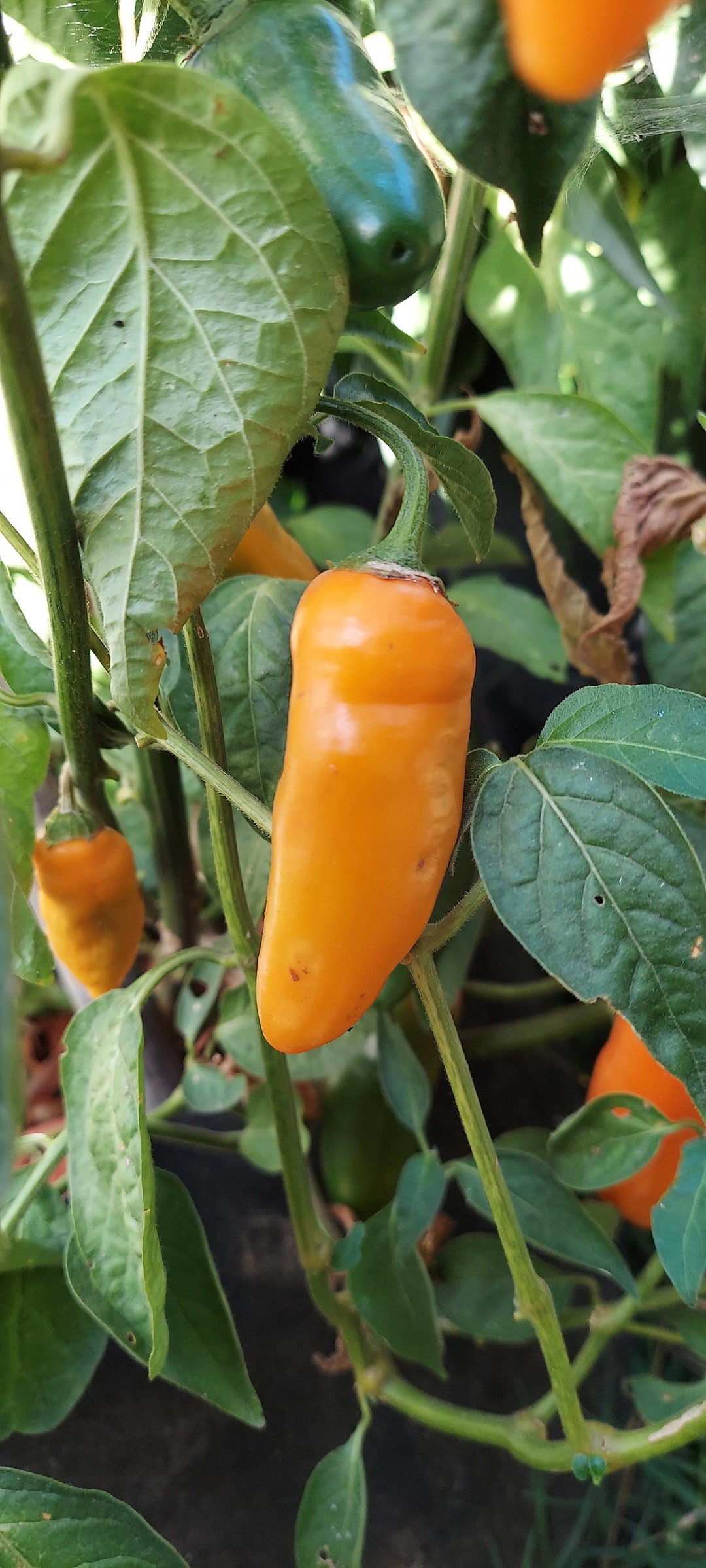 Manzano Pepper - Chile Manzano 1 lb