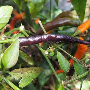 Purple Thai pepper seeds