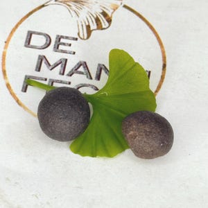 Könnte beinhalten: Zwei braune Ginkgonüsse mit einem grünen Ginkgoblatt.