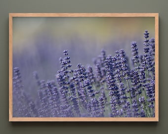Sequim Lavender Fields Framed Print | Lavender Print | Floral Wall Art | Nature Photography | Framed Wall Art | Wall art prints | Gift