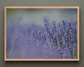 Sequim Lavender Fields Framed Print | Lavender Print | Floral Wall Art | Nature Photography | Framed Wall Art | Wall art prints | Gift