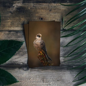 Ritratto di falco dalle zampe rosse / Cartolina animale / Arte cartolina / Fotografia naturalistica / Fotografia di uccelli / Stampa cartolina / Stampe di uccelli / Regalo
