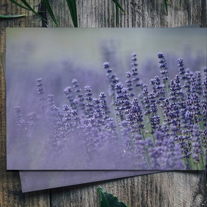 Sequim Lavanda Campi Cartolina / Lavanda Cartolina / Cartolina / Cartolina floreale / Lavanda Stampa / Cartolina floreale / Fotografia naturalistica