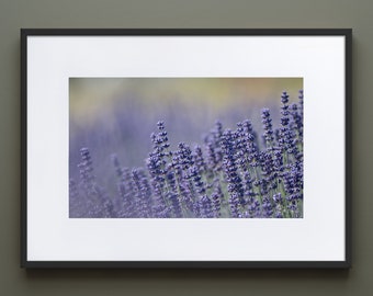 Sequim Lavender Fields Framed Print | Lavender Print | Floral Wall Art | Nature Photography | Framed Wall Art | Wall art prints | Gift