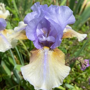 May include: Close-up of a vibrant iris flower with layered petals. The flower features a blend of colors, including lavender, white, and golden-brown hues. The petals have a delicate texture, and the flower is set against a blurred green background.