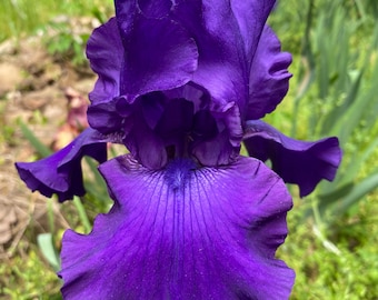 Titan's Glory -PREORDER-JUNE SHIP- 1 Tall Bearded Iris Rhizome - Combined Shipping