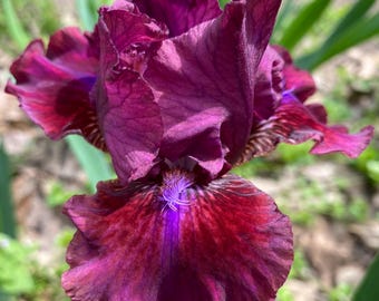 Bounce -PREORDER-JUNE SHIP- 1 Intermediate Bearded Iris Rhizome - Combined Shipping