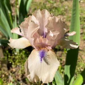 May include: Close-up of a light peach-colored iris flower with ruffled petals. The flower has a purple center and a small, fuzzy, purple and yellow beard. Green leaves are visible in the background.