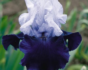 Over Alaska -PREORDER-JUNE SHIP- 1 Tall Bearded Iris Rhizome - Combined Shipping