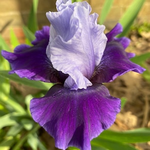 May include: Close-up of a vibrant iris flower. The petals display a gradient of colors, transitioning from deep purple at the base to a soft lavender at the top. Green leaves provide a natural backdrop.