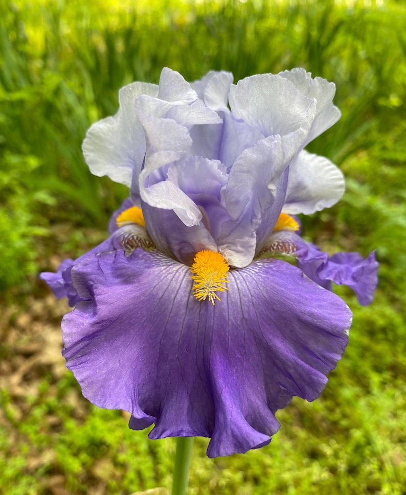 Cubs Win It Tall Bearded Iris Rhizome
