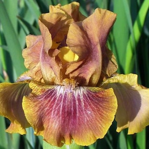 May include: Close-up of a blooming iris flower. The petals display a blend of colors, including shades of yellow, brown, and purple. The flower's intricate details are visible, with a focus on its textured surface and vibrant hues. Green foliage forms the background.