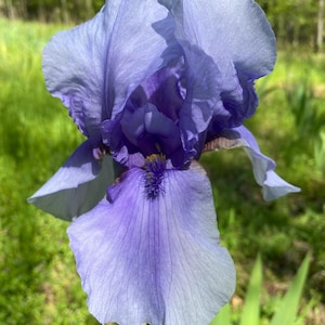 May include: A close-up of a blue and purple iris flower in full bloom. The flower has multiple layers of petals with a textured appearance. The background is blurred, showing green grass and trees.
