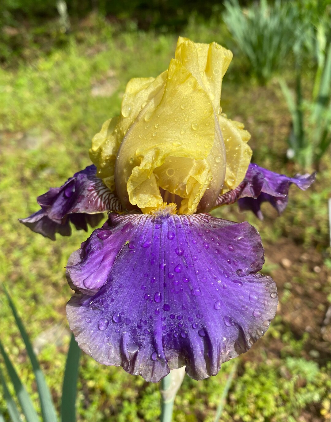 Jurassic Park Tall Bearded Iris Rhizome Combined Shipping Etsy