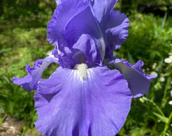 Victoria Falls -PREORDER-JUNE SHIP- 1 Tall Bearded Iris Rhizome - Combined Shipping
