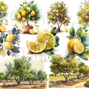 Watercolor Farm Lemon Clipart - digital png, House and Lemon Tree, citrus fruit graphics for instant download commercial use