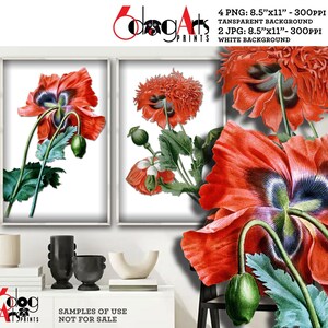 6 impressions numériques JPG, PNG Transparent vintage fleurs de pavot assiettes botaniques antiques téléchargement pour décoration murale sublimation JP-17
