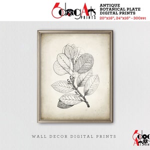 Antique Botanical Plate - Digital Print Farmhouse Decor Printable Home Wall Decor Instant Download JP-147