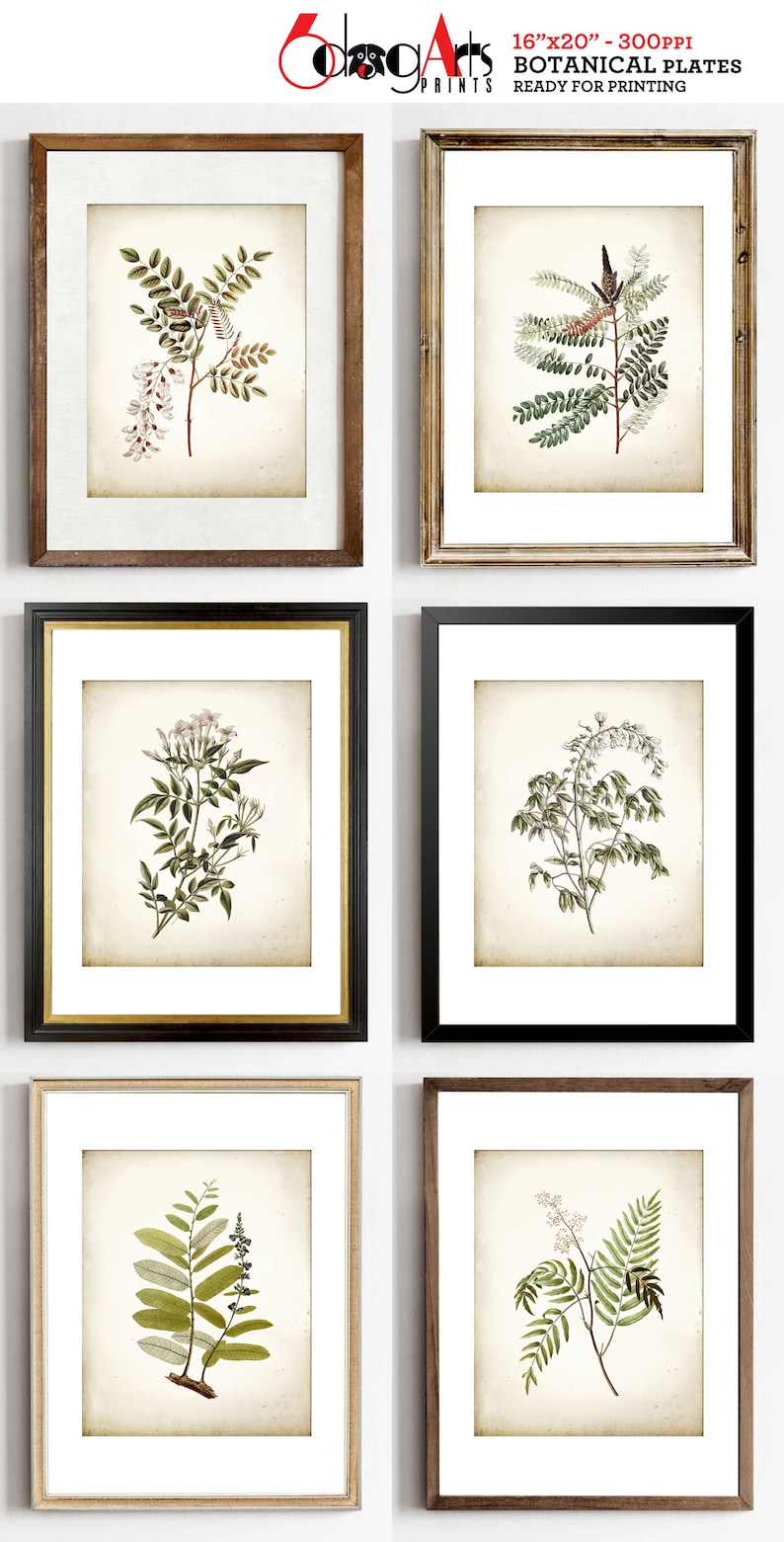 Antique Botanical Prints Set: Rustic Wall Art Decor (digital Download ...
