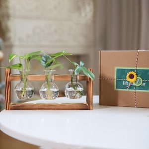Pine Wood Plant Propagation Station: 5 Glass Tubes, Wall Mountable