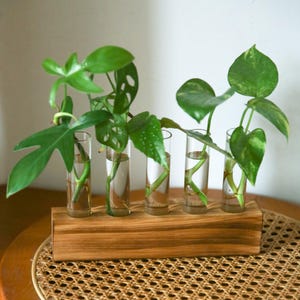 Wood Plant Propagation Station: Glass Test Tube Spice Rack with Cork Stoppers