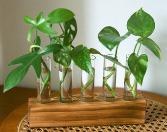 May include: A wooden propagation station with five clear glass tubes, each holding a plant cutting with green leaves. The tubes are set in a rectangular, light brown wooden base. The plants are in water.