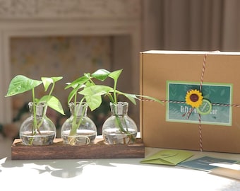 May include: Three clear glass vases with ruffled tops, each containing a small potted plant, are arranged on a wooden stand. The vases are part of a gift set, which is packaged in a brown box with a green and yellow sunflower sticker that reads "Gift Idea".
