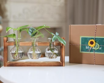 May include: A wooden propagation station with three clear glass bulb vases, each holding a green plant cutting. The vases are set in a brown wooden frame. A brown gift box with a sunflower label is to the right.