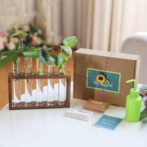 Pine Propagation Station Gift Box: Glass Test Tube Plant Holder